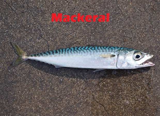Pacific.Mackerel_3-620x449